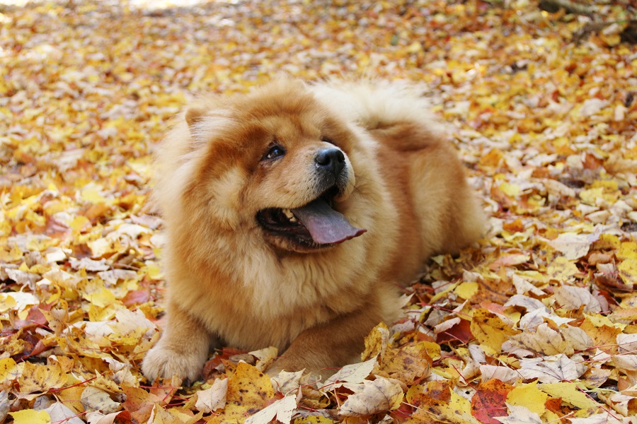 Fall Time Chow Chow Pup